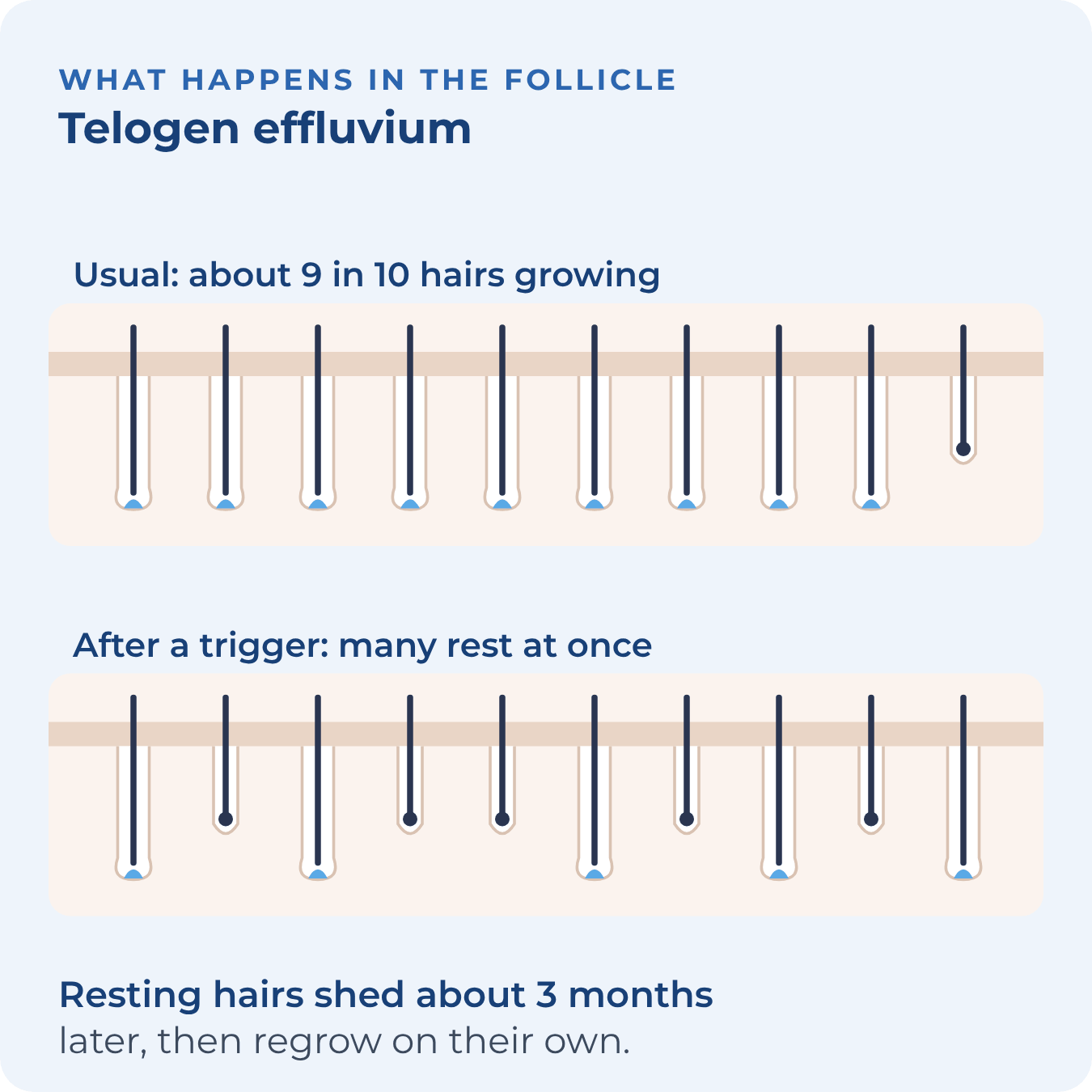 Before a trigger, most follicles are growing. After a trigger, many are resting at the same time